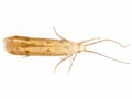 Coleophora salicorniae